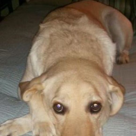 Meet your Posher, Chris - Picture 1 of 1